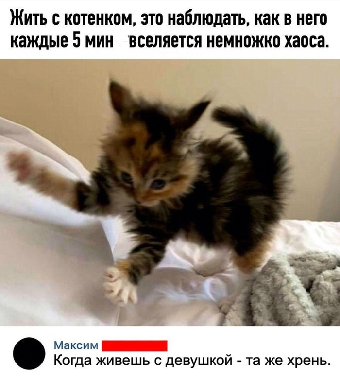 Вся суть женщин) - Моё, Кот, Котята, Женщина, Жизненно, Милота, Юмор, Девушки, Женщины