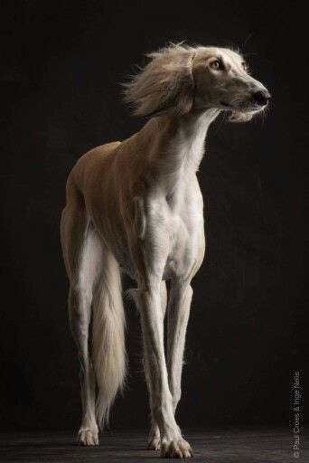 Insanely beautiful dogs - Dog, Saluki, beauty