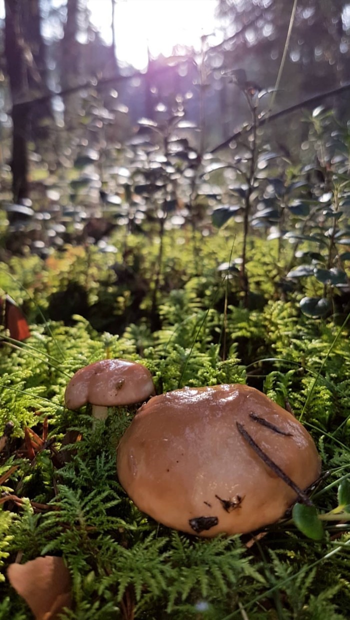 Absolutely legal: about mushrooms and ticketless travel in Estonia. - My, Estonia, Mushrooms, Stowaways, Nature, Autumn, Abroad, A life, Living abroad, Longpost