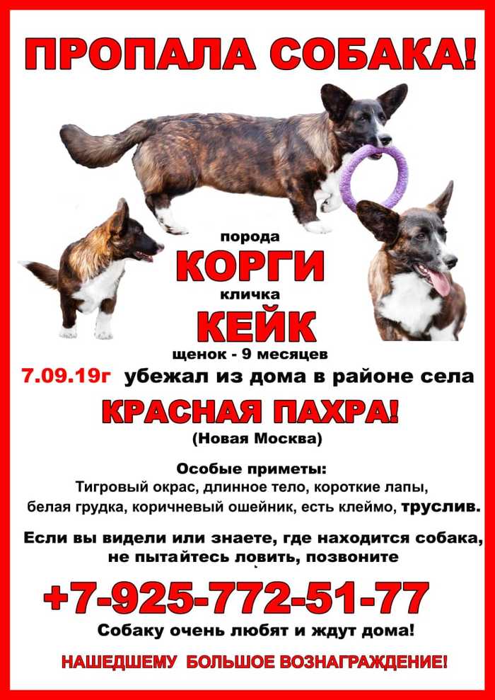 LOST DOG! Welsh Corgi Cardigan brindle, Moscow, Krasnaya Pakhra village! - My, The dog is missing, Help me find, Krasnaya Pakhra, Troitsk, No rating, Dog, Help, Helping animals