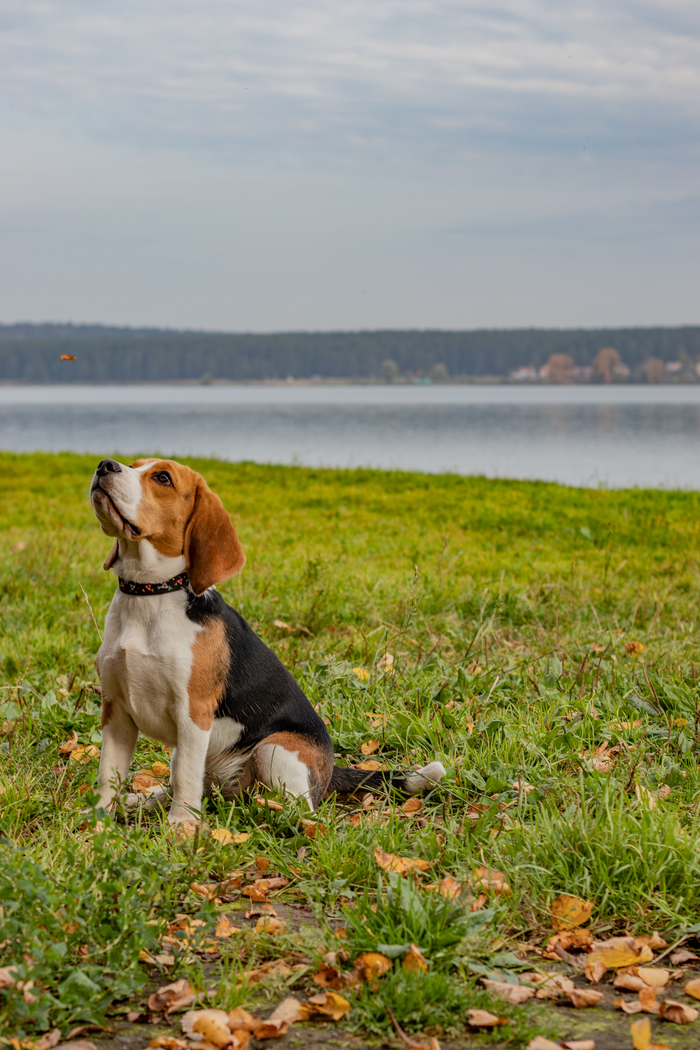 leaf hunter - My, Dog, The photo, Animals