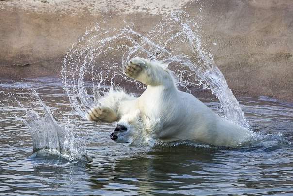 Pleasure. - Polar bear, The Bears, Bathing, The photo, Bathing