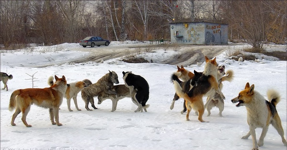 бродячие собаки