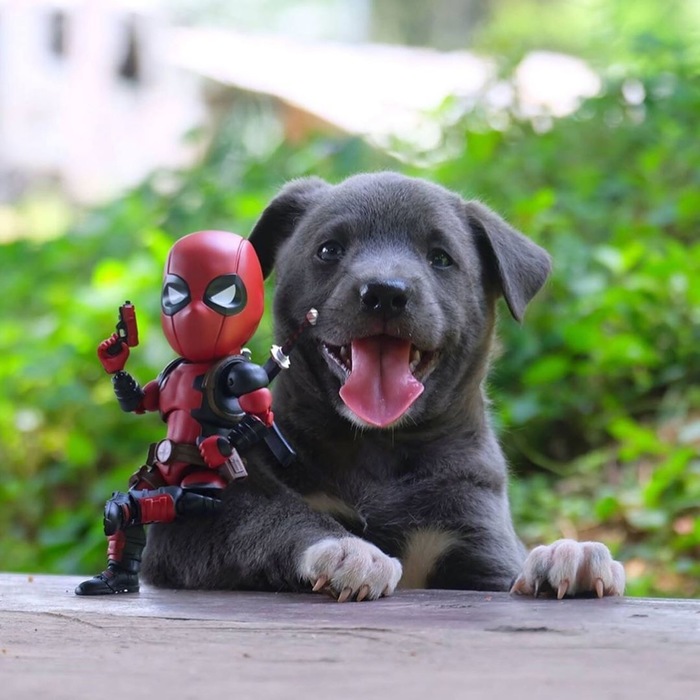 little friends - Marvel, Milota, Superheroes, Longpost, Dog, Puppies, Spiderman, Deadpool