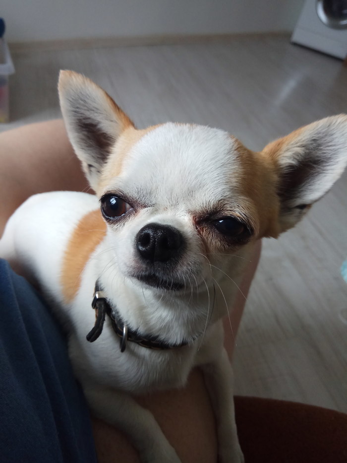 They won't do anything to you! - Chihuahua, Aggression, Fear, Negative, Mat, Text, Longpost