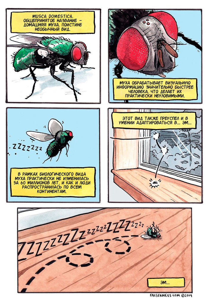 Flies - Falseknees, Муха, Comics