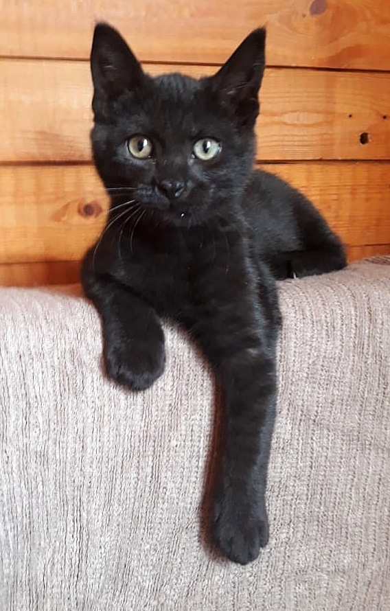 Velvet guy is looking for a home - Moscow, No rating, cat, Catomafia, Kittens, Stupino, In good hands, Longpost