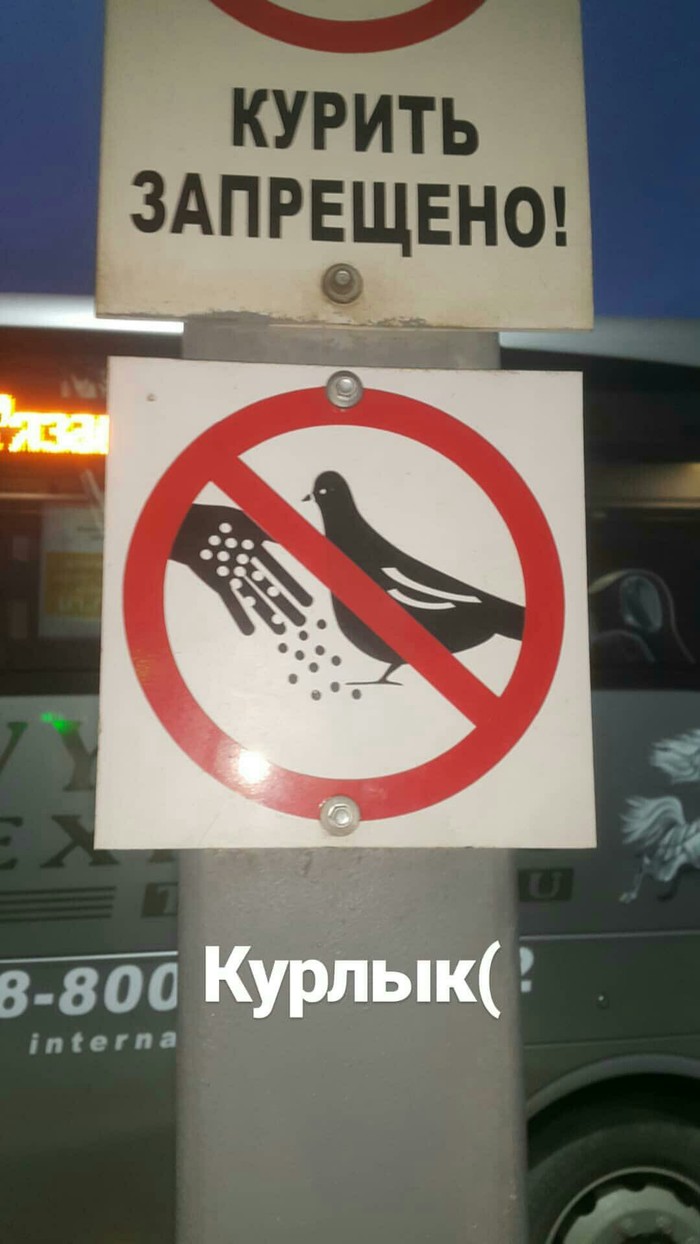 Не кормите голубей Рязань, Автовокзал, Голубь