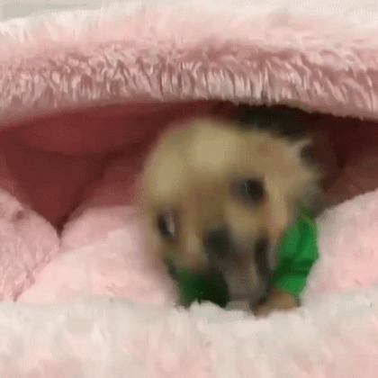 Всех порву, как Тузик грелку! - 14.09.19 17:33 | Пикабу