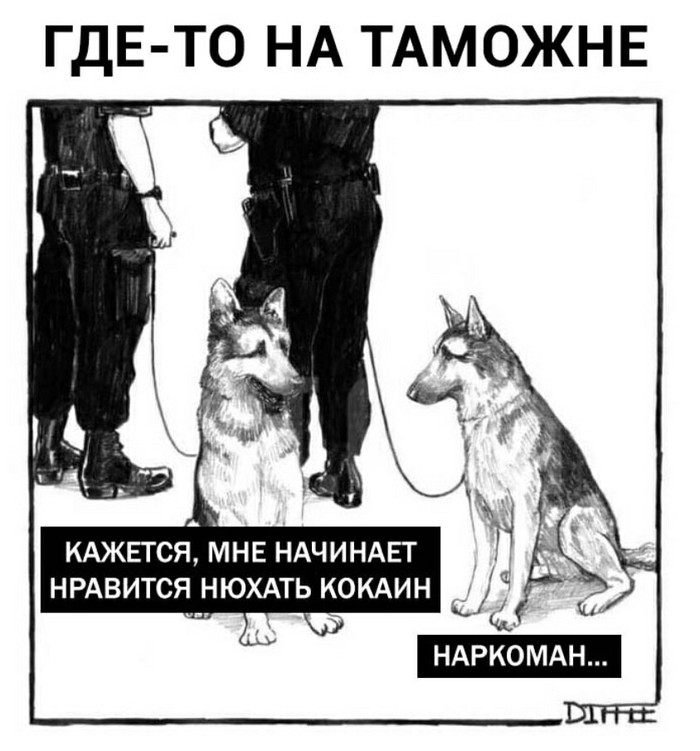 Таможня ВКонтакте, Таможня, Животные, Наркотики, Вредные привычки, Друг человека, Собака