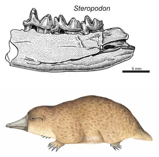 Giants of the Mesozoic: the largest mammals of the time of the dinosaurs. - Paleontology, Mammals, Mesozoic, Fossils, Longpost