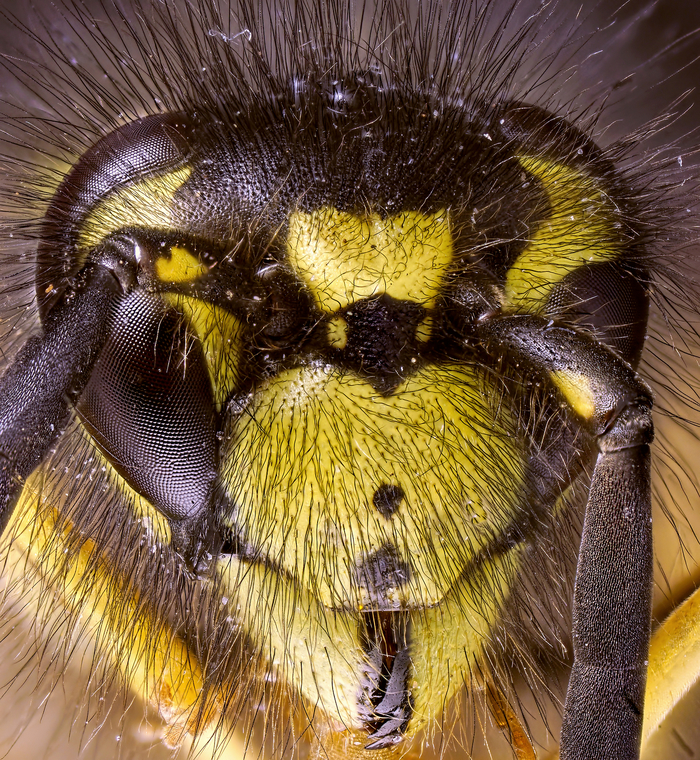 unshaven muzzle - My, Macro, Microfilming, Staking, Hornet, Macro photography