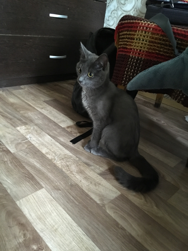 The cat is in good hands! - Yekaterinburg, Found a cat, Looking for a home, Help, Urgently, Russian blue, cat, In good hands
