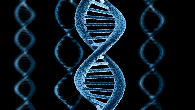 Как новые петли в ДНК помогают создавать разнообразные антитела? (Научная Россия, 13 сентября) Наука, Новости, Генетика, ДНК
