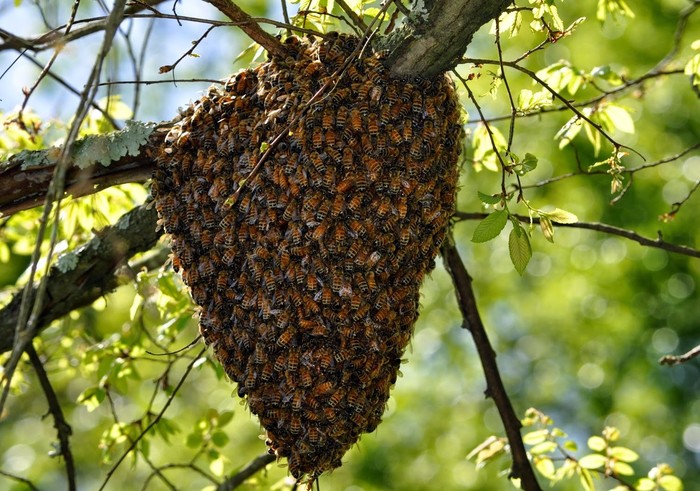 Пчёлы Пчелы, За окном, Лето