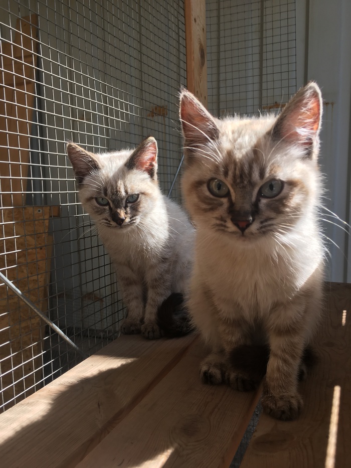 Кошечки-близняшки Кот, Алматы, В добрые руки, Длиннопост, Без рейтинга