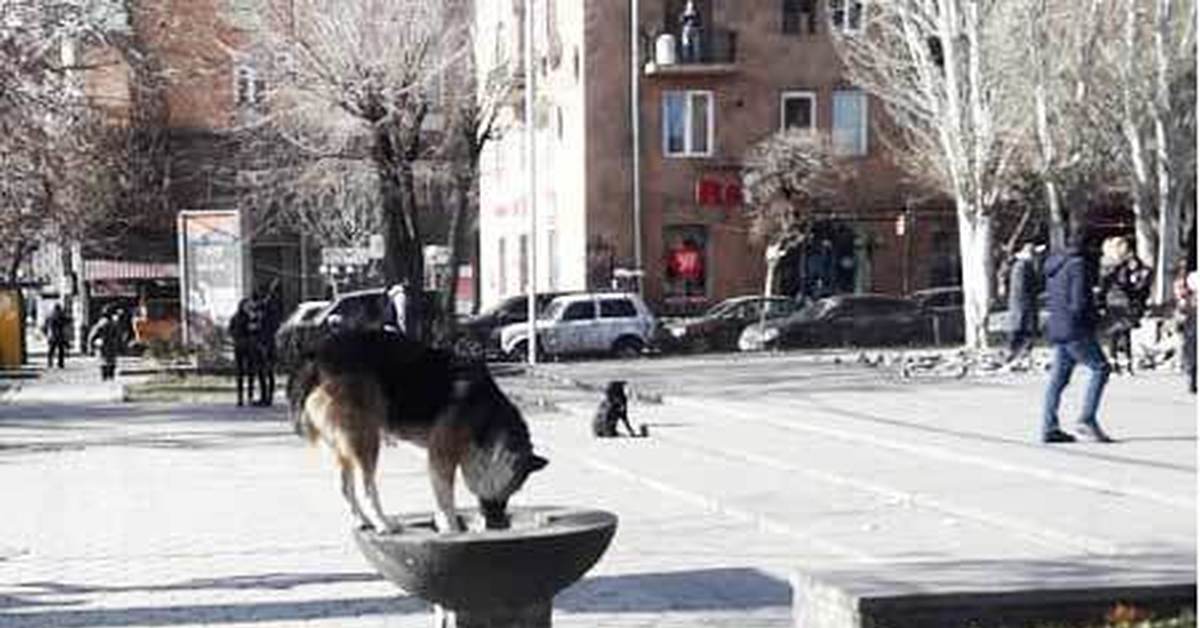 Собака ереван. Бродячие собаки в Ереване. Псу Ереван. Бездомные Армения Ереван. Кол-во собак в Ереване.