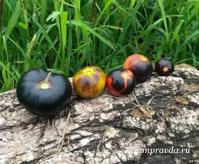 Черные, как уголь, зебры и пушистые, словно персики: амурчанка выращивает экзотические помидоры Помидоры, Экзотические растения, Длиннопост