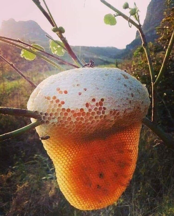 Дикий мед Соты, Пчелы, Мёд, Фотография