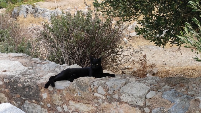 Критские коты Кот, Крит, Фотография, Длиннопост