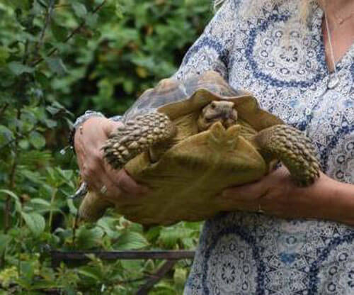 Отправившись погулять, черепаха отсутствовала 15 месяцев Животные, Черепаха, Побег из дома