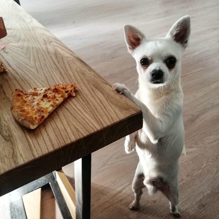 Will I take a bite? - My, Chihuahua, Dog, Pizza, Food, Beggars