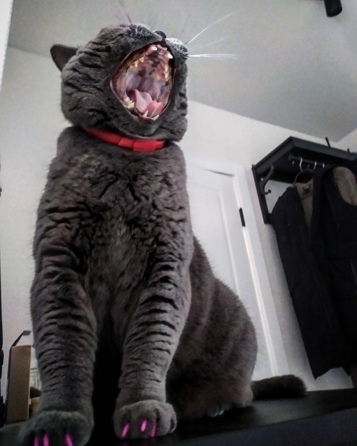 Andromeda and yawn. - Scottish Straight, Catomafia, cat