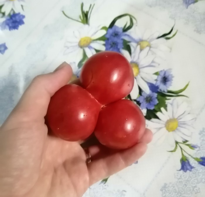 Spinner from nature - My, Tomatoes, Spinner