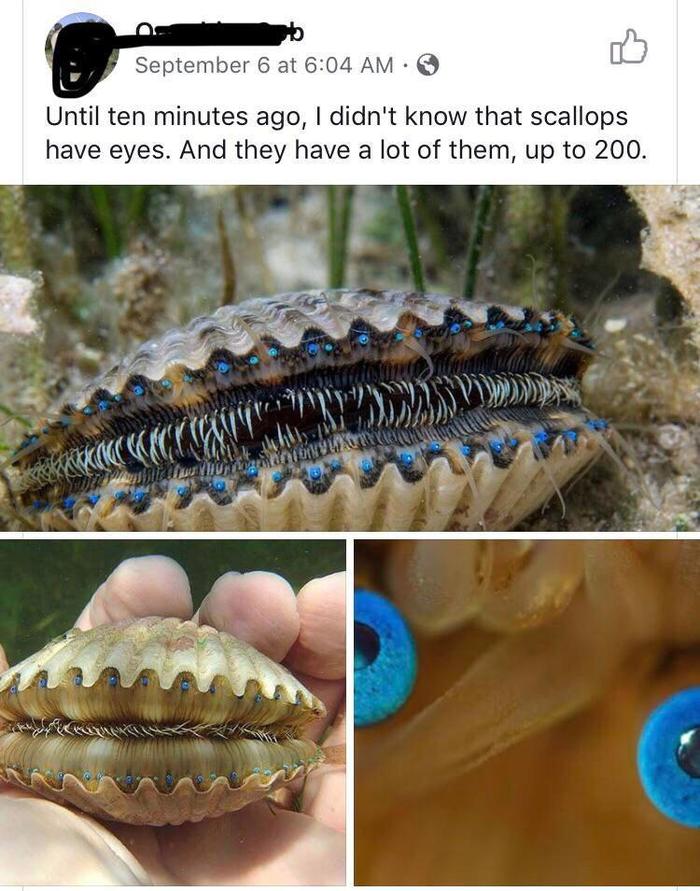 Оно смотрит