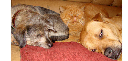 There is a spy between us.. - My, cat, Dog, friendship, Cats and dogs together