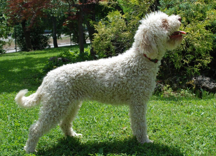 About dog breeds №110. - Dog, Dog breeds, Lagotto Romagnolo, Hunting dogs, Video, Longpost