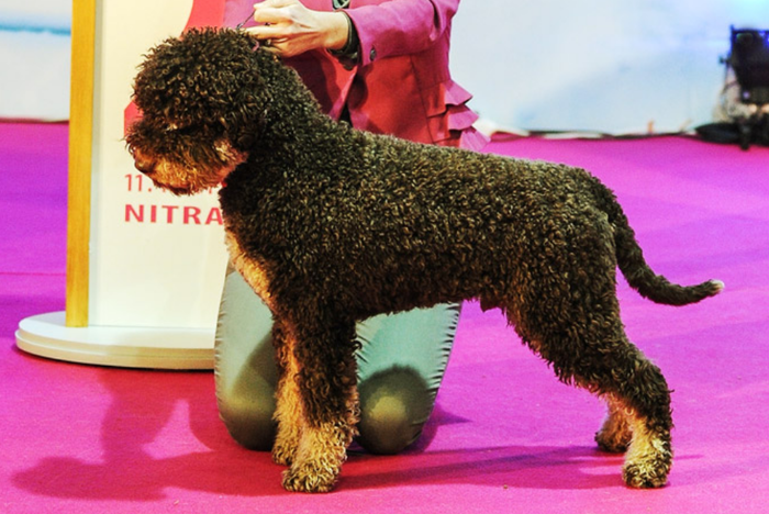 About dog breeds №110. - Dog, Dog breeds, Lagotto Romagnolo, Hunting dogs, Video, Longpost