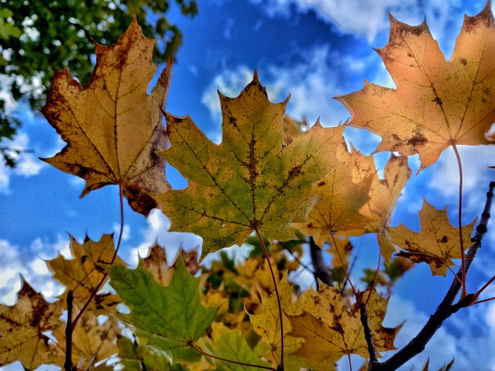 Autumn in the province. - My, Autumn, Nature, Forest, Oneplus, Beginning photographer