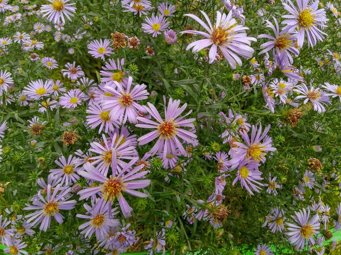 Flowers near the house - My, Flowers, Mobile photography, Longpost, Huawei mate 20