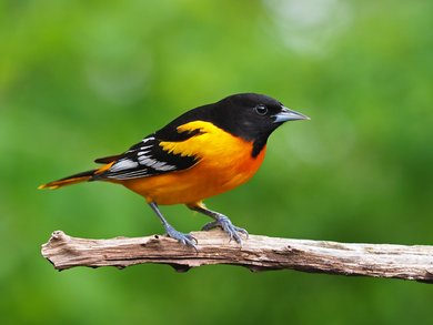 Baltimore Oriole - Oriole, The photo, Birds