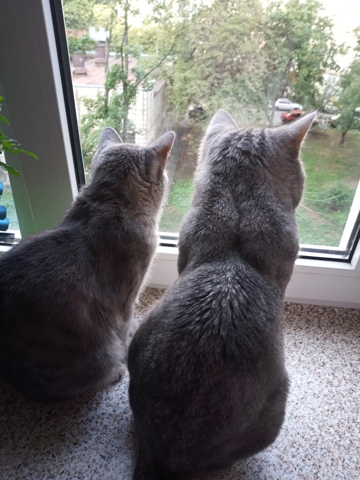 Husband and wife. - My, March cats, View from the window, cat