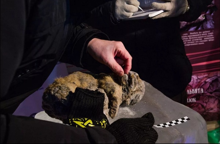 Cave lion cubs and a mammoth came to the Russian Geographical Society festival in Zaryadye - Lion cubs, Cave Lion, Mammoth, Permafrost, DNA, Cloning, Yakutia, Scientists, Longpost