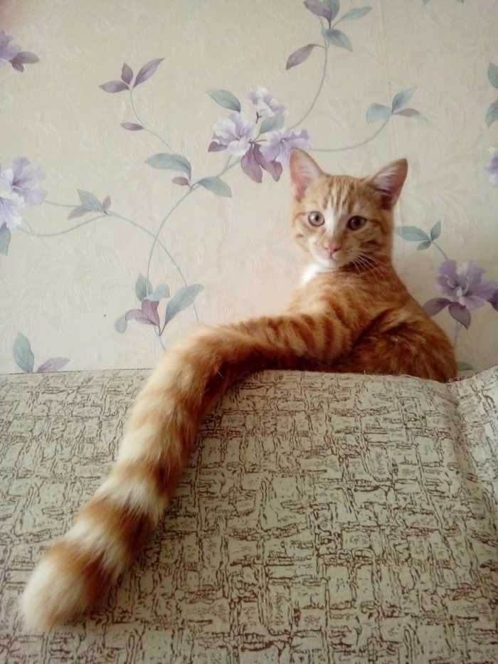 long-legged - Paws, Or, Tail, cat