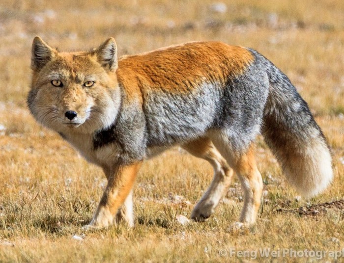 Tibetan fox. - Tibetan fox, Animals, Funny, Longpost, Fox