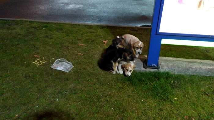 Спасите собакенов!!! Собака, Животные, Длиннопост, Без рейтинга, В добрые руки, Ищу хозяина, Санкт-Петербург