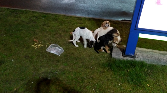 Спасите собакенов!!! Собака, Животные, Длиннопост, Без рейтинга, В добрые руки, Ищу хозяина, Санкт-Петербург