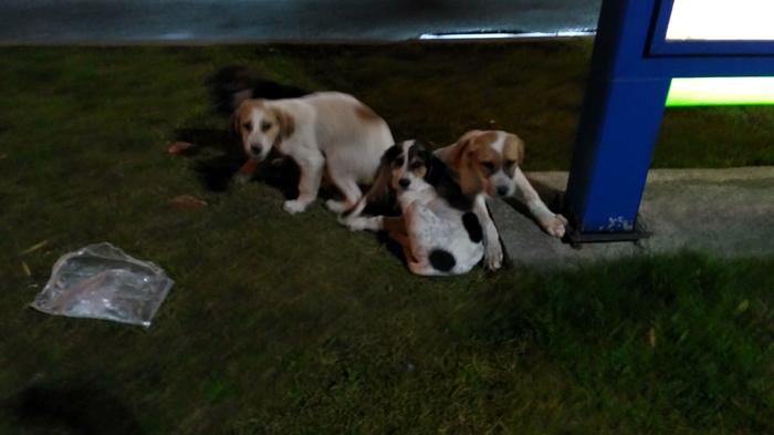 Спасите собакенов!!! Собака, Животные, Длиннопост, Без рейтинга, В добрые руки, Ищу хозяина, Санкт-Петербург