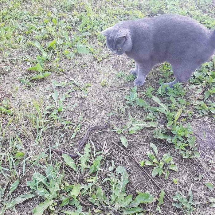 My cat this summer pleased with viper prey! Honorable trophy! Usually birds, mice, lizards, the day before - snake - My, , The photo, cat, Vipers