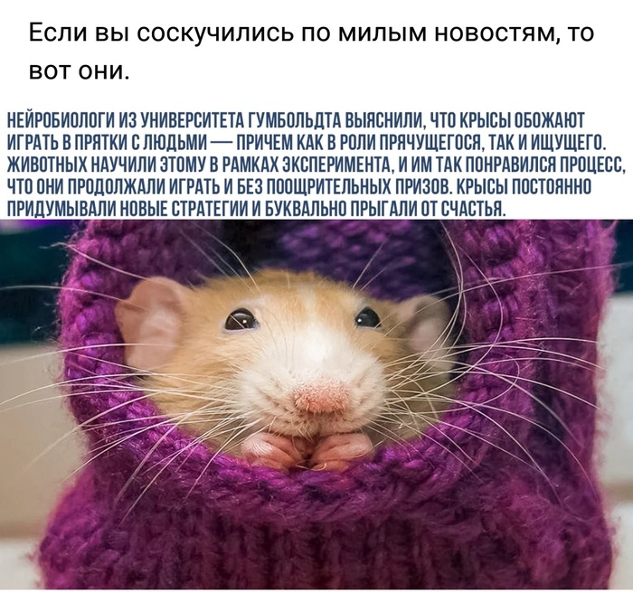 Rats, such rats. - Rat, Comments, news, Games, Screenshot