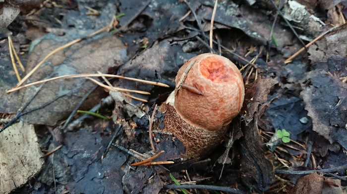 Mushrooms - My, Longpost, Disgusting, Got sick, Forest, Garbage, Radiation, Radiation contamination, Video