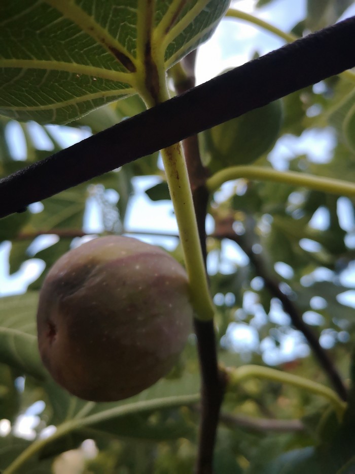 Дары осени в Крыму Осень, Длиннопост, Инжир, Крым, Кот, Фрукты