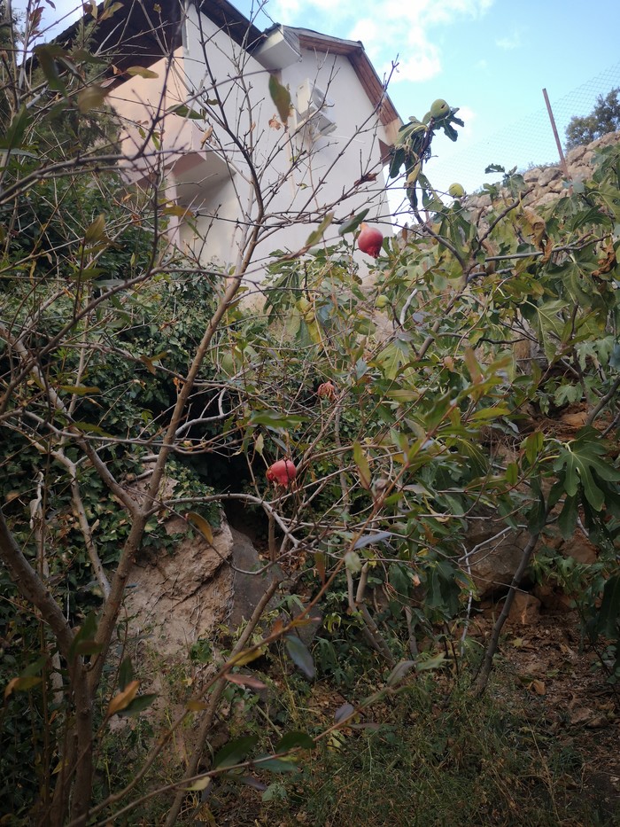 Дары осени в Крыму Осень, Длиннопост, Инжир, Крым, Кот, Фрукты