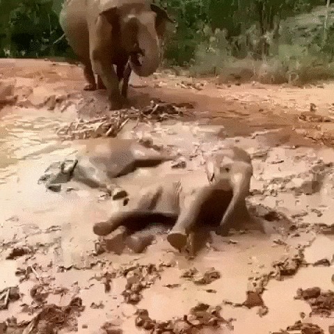 Детские забавы Слоны, Слоненок, Животные, Грязь, Игры, Милота, Гифка