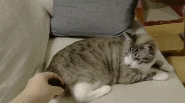 Куда исчез хвост? Кот, Котомафия, Домашние животные, Хвост, Исчезновение, Непонимание, Webm, Гифка
