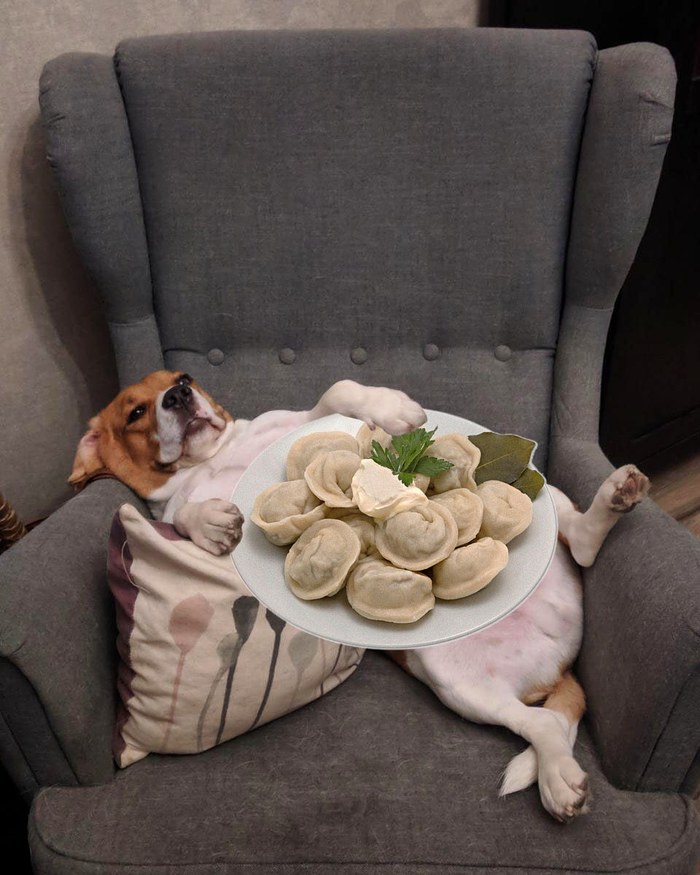 Dog! - My, Beagle, Dog, Dumplings